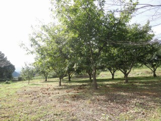 DSC00338.jpg