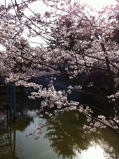 桜.jpg